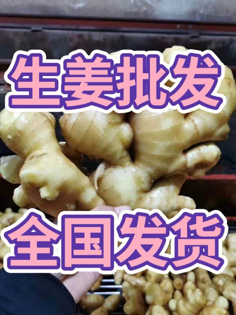 河北【大黄姜/红芽姜】水洗姜风干姜沙土姜/存库