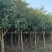 大量供应30量6公分桂花，移栽田苗，土球质量好