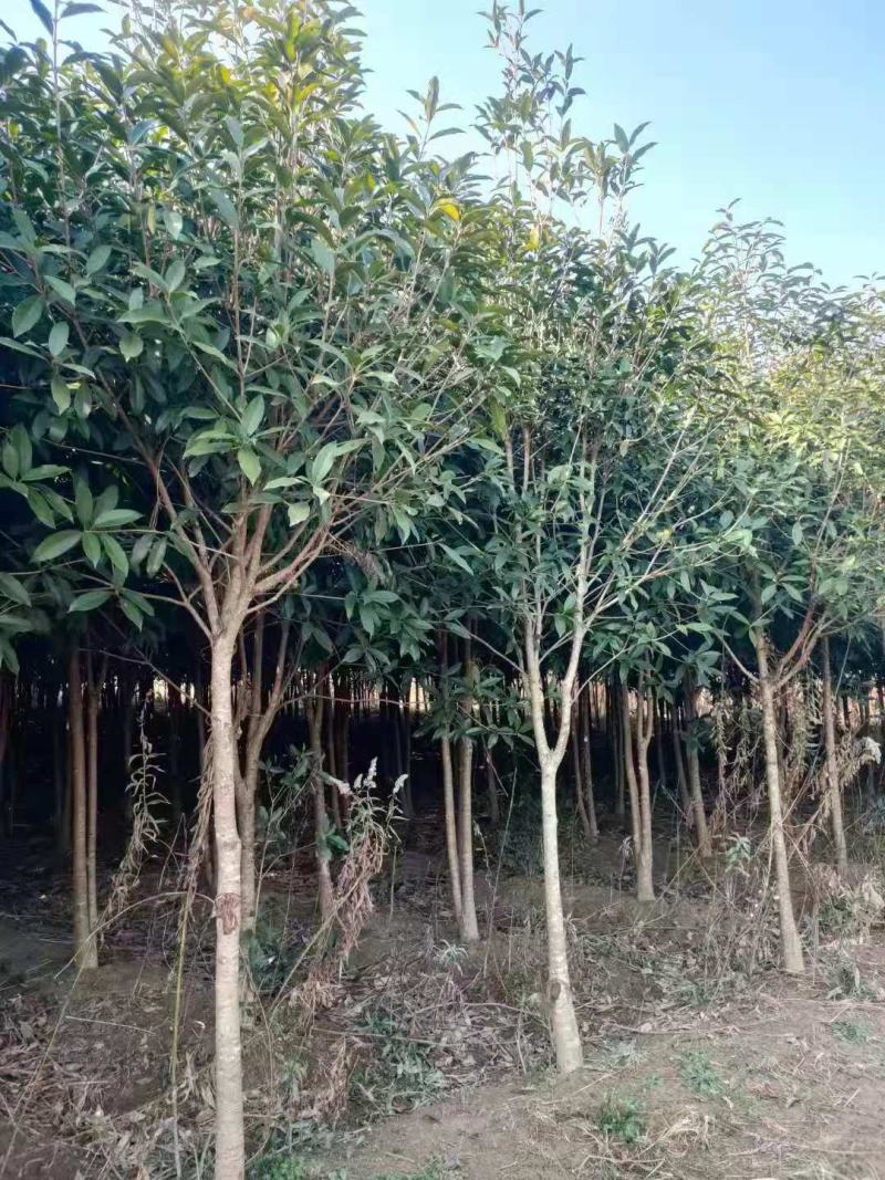 大量供应30量6公分桂花，移栽田苗，土球质量好