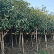 大量供应30量6公分桂花，移栽田苗，土球质量好