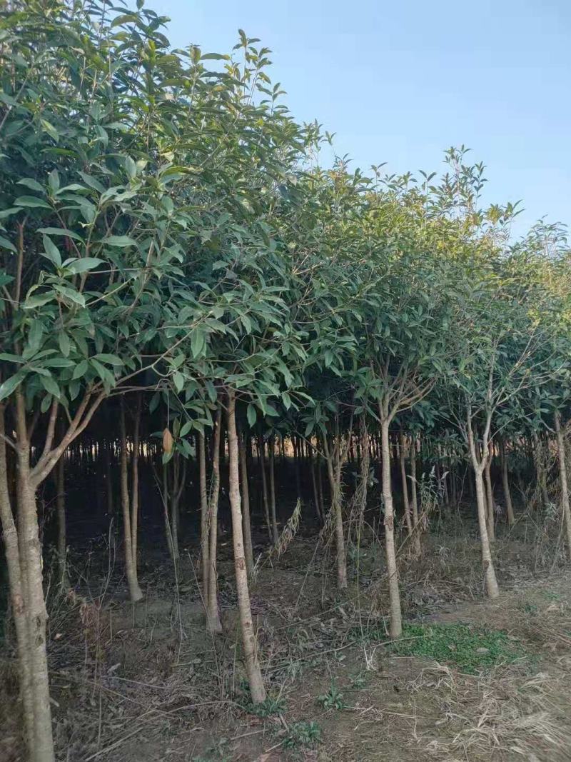 大量供应30量6公分桂花，移栽田苗，土球质量好