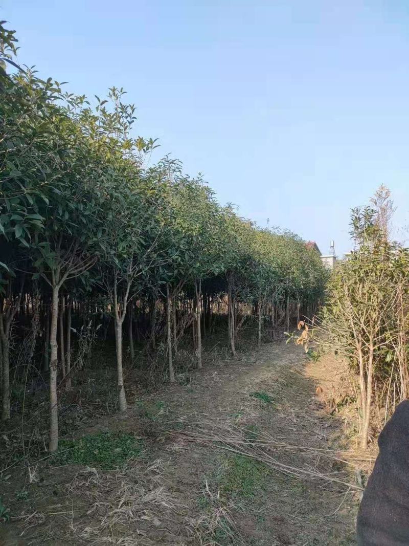 大量供应30量6公分桂花，移栽田苗，土球质量好