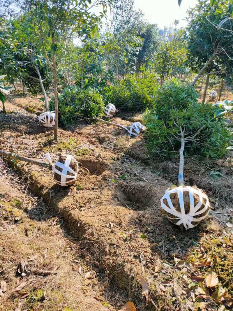 大量供应30量6公分桂花，移栽田苗，土球质量好