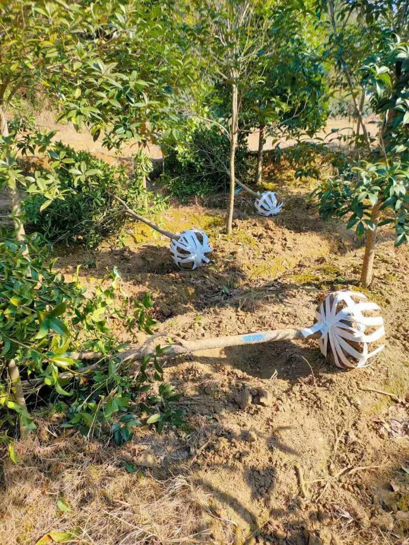 大量供应30量6公分桂花，移栽田苗，土球质量好