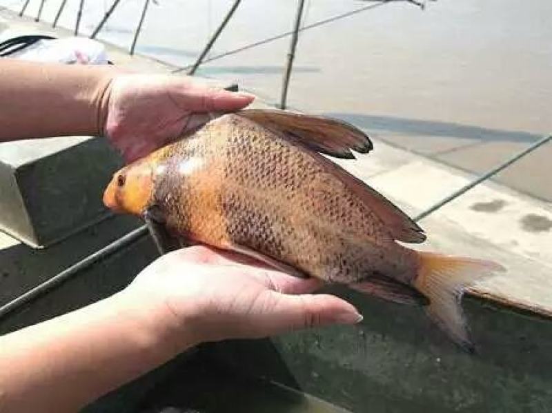 胭脂鱼苗。可以食用或者观赏鱼。