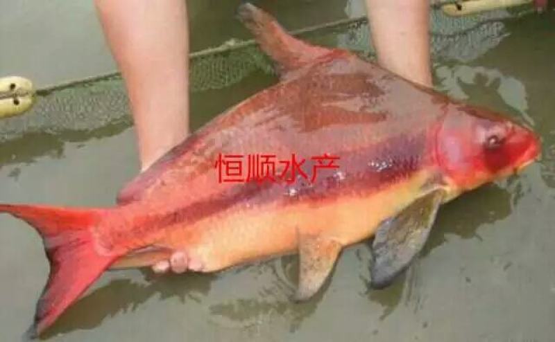 胭脂鱼苗。可以食用或者观赏鱼。