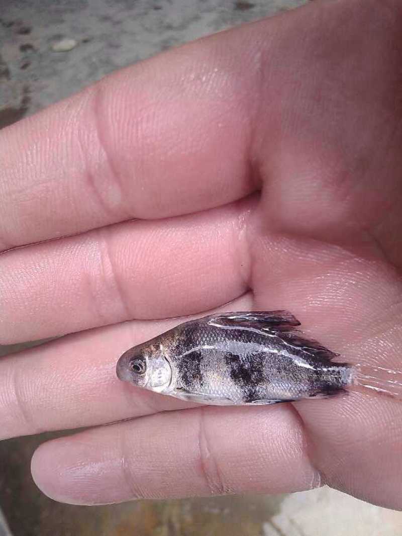 胭脂鱼苗。可以食用或者观赏鱼。