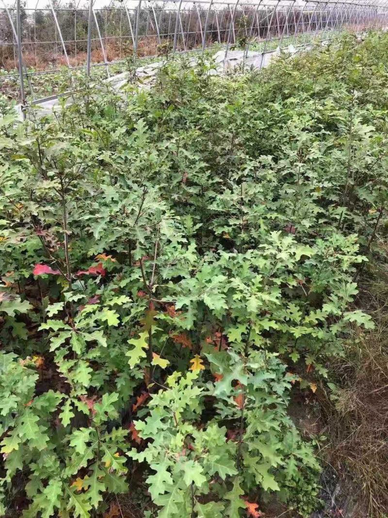 大量供应一年生娜塔栎小苗