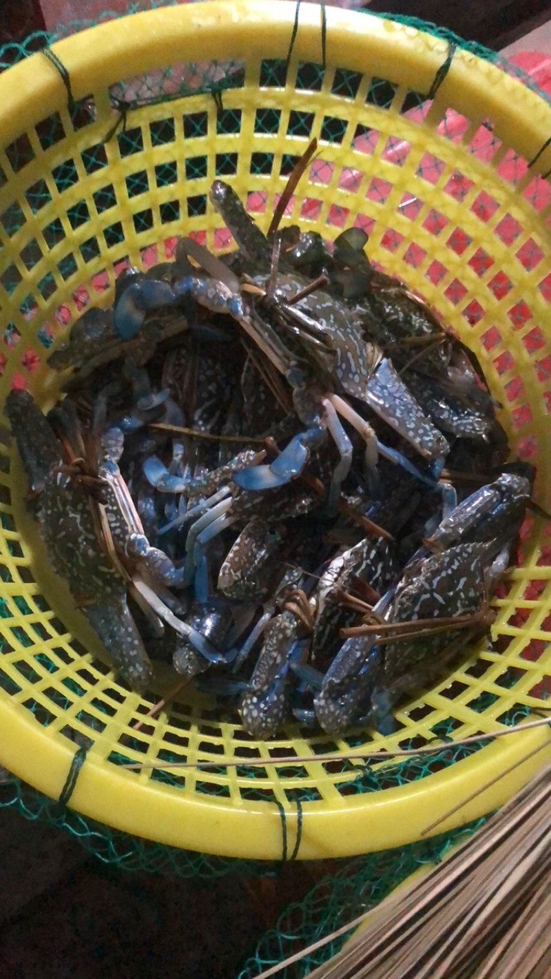 生猛蓝花蟹/花蟹，一手货源，大量有现货，全国发货
