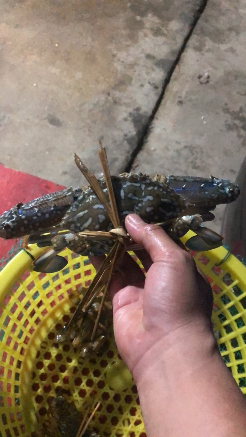 生猛蓝花蟹/花蟹，一手货源，大量有现货，全国发货
