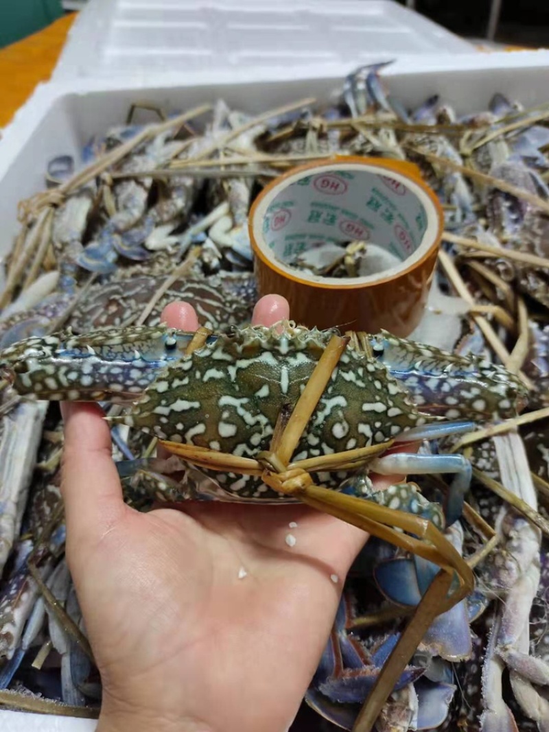 冰鲜兰花蟹/兰花蟹/花蟹，一手货源大量批发