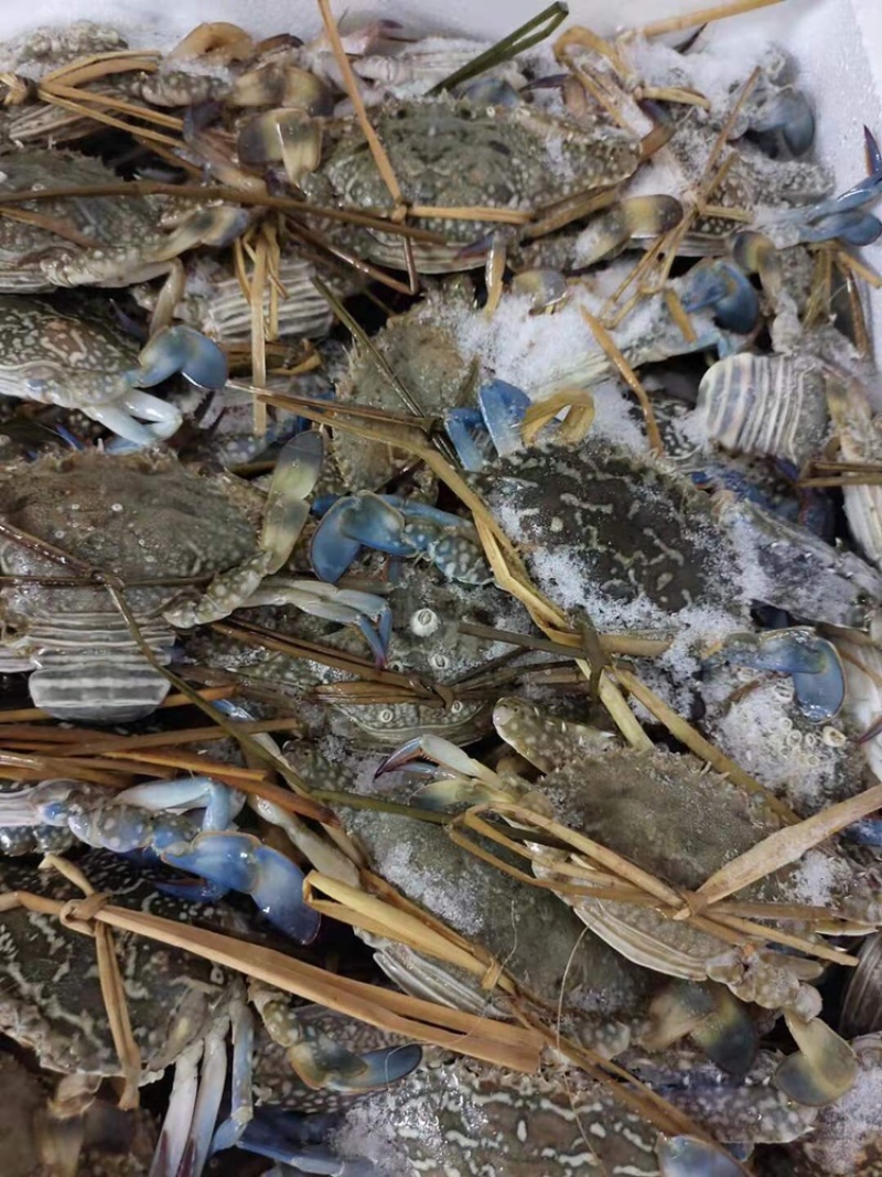 冰鲜兰花蟹/兰花蟹/花蟹，一手货源大量批发