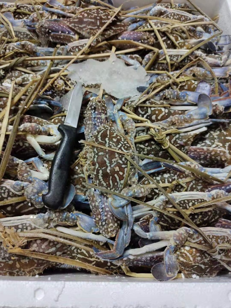 冰鲜兰花蟹/兰花蟹/花蟹，一手货源大量批发