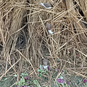 蜗牛养植