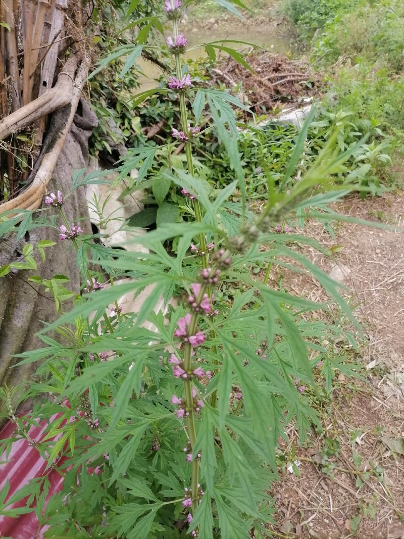 益母草，鲜货，干货