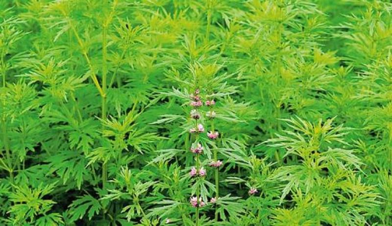 益母草，鲜货，干货