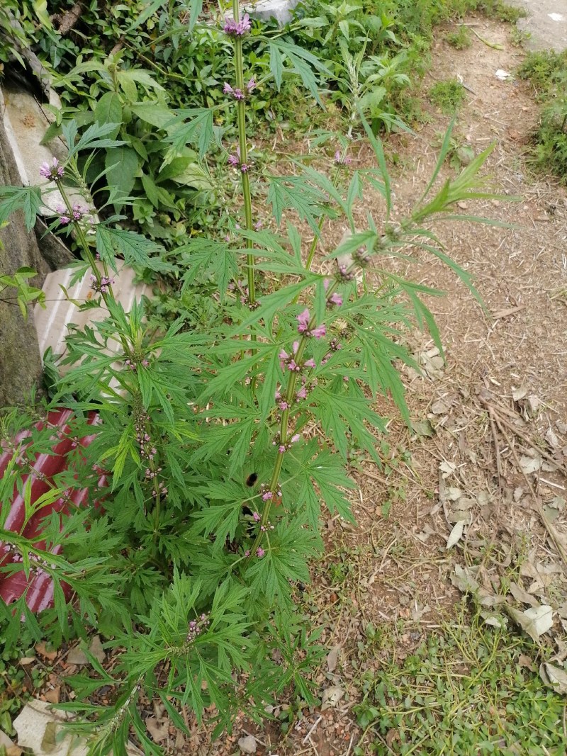 益母草，鲜货，干货