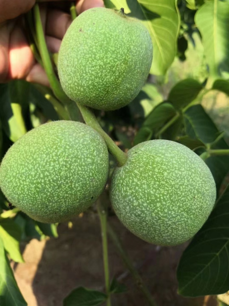 辽核。香玲青皮核桃，手摘果实。装车快品质优