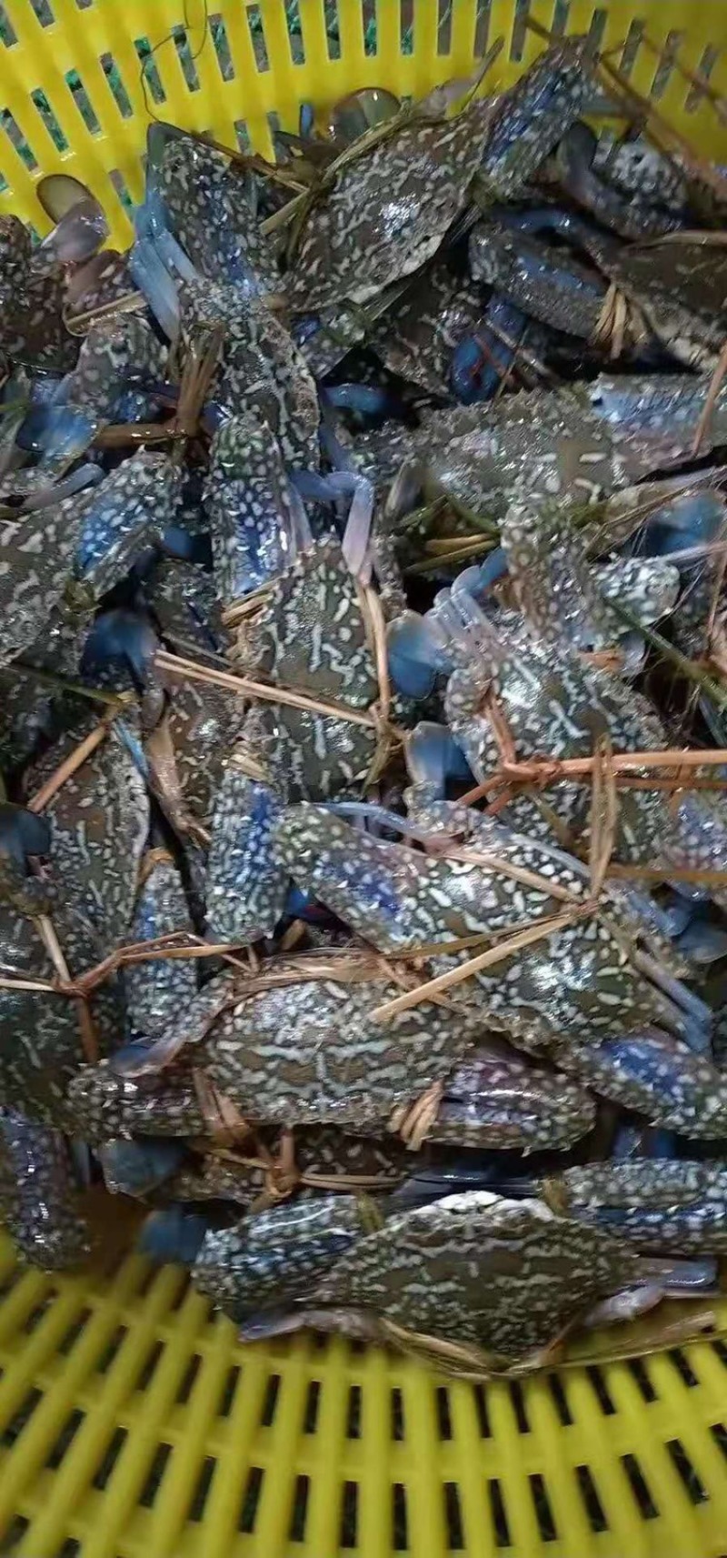 生猛蓝花蟹/花蟹，一手货源，大量有现货，全国发货
