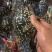 生猛蓝花蟹/花蟹，一手货源，大量有现货，全国发货
