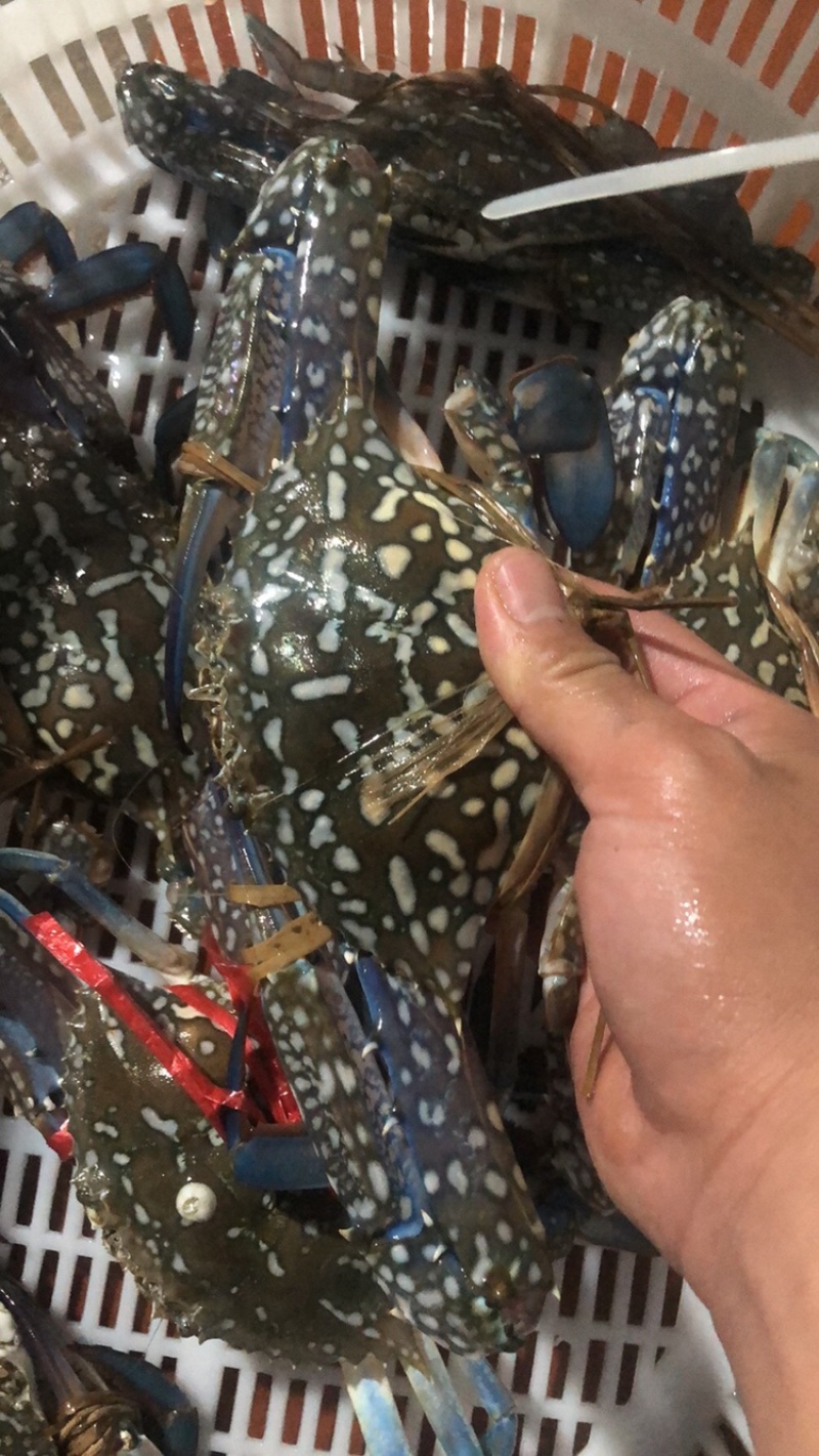 生猛蓝花蟹/花蟹，一手货源，大量有现货，全国发货