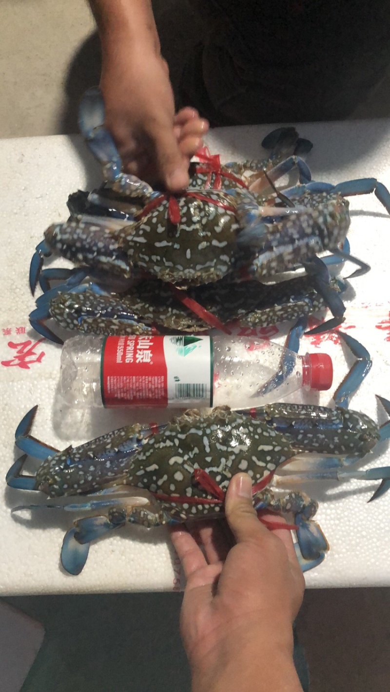 生猛蓝花蟹/花蟹，一手货源，大量有现货，全国发货
