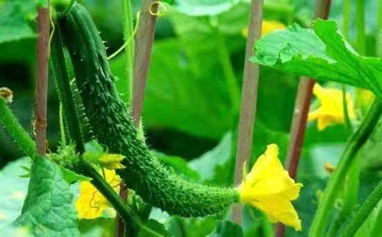 油菜叶片吸收叶面肥示意图