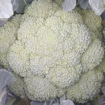 西兰花苗抗热早熟西蓝花苗基地直销