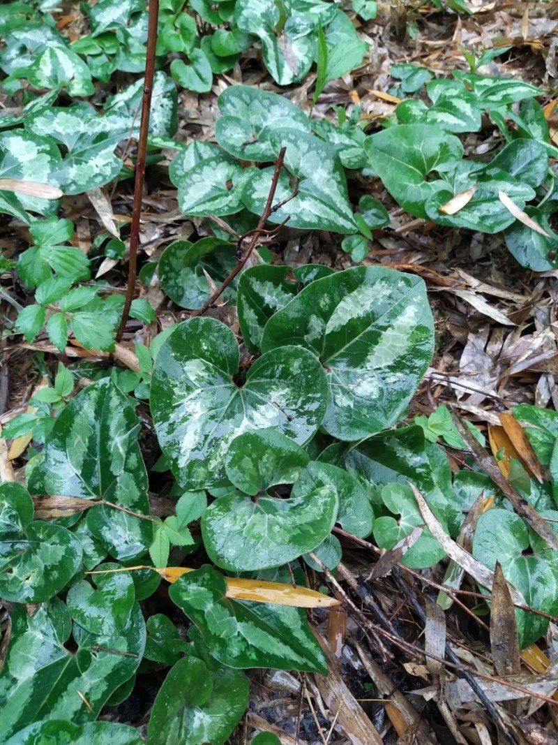 细辛苗，适入药，种植和绿化