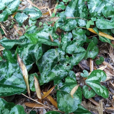 细辛苗，适入药，种植和绿化