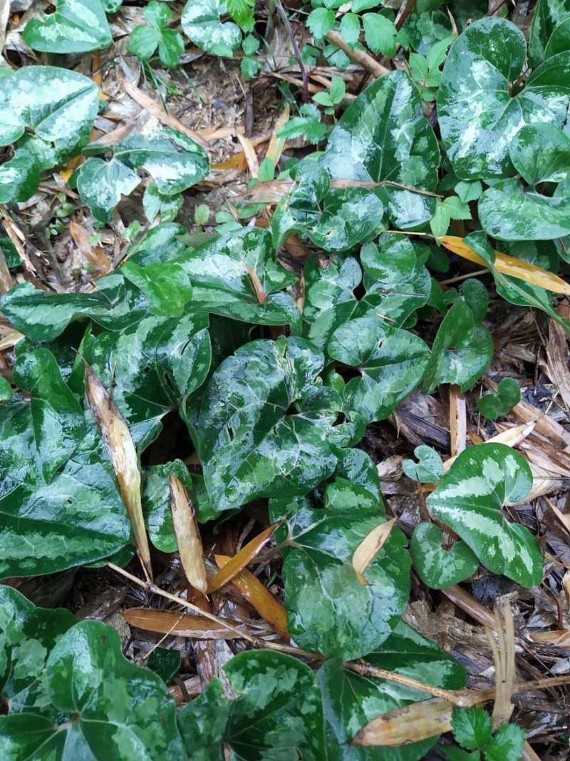 细辛苗，适入药，种植和绿化