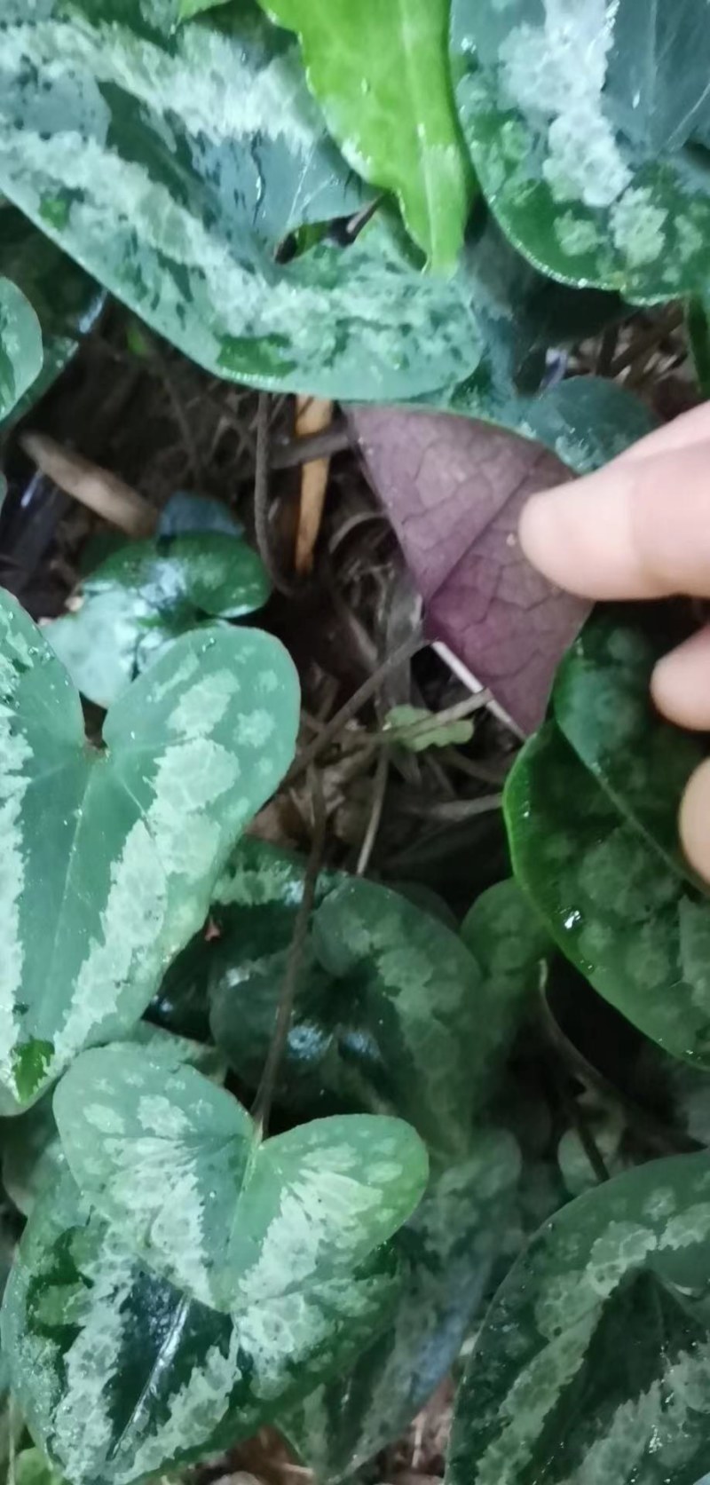 细辛苗，适入药，种植和绿化