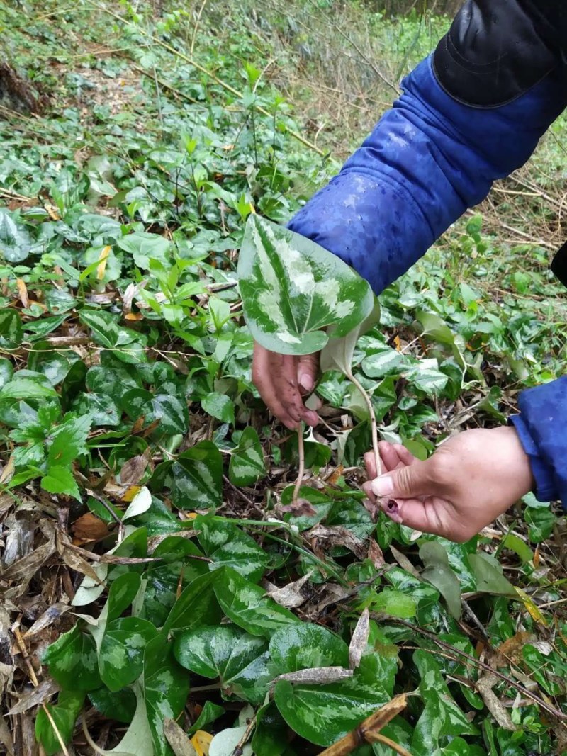 细辛苗，适入药，种植和绿化