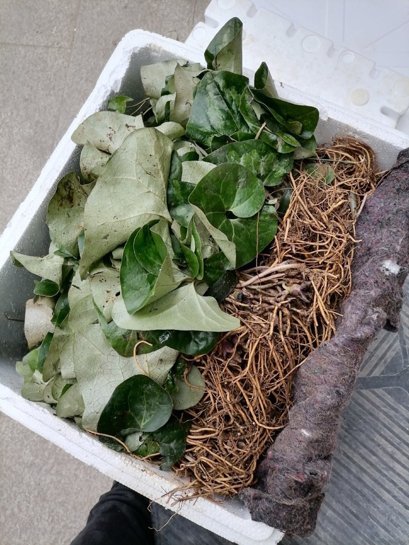 细辛苗，适入药，种植和绿化