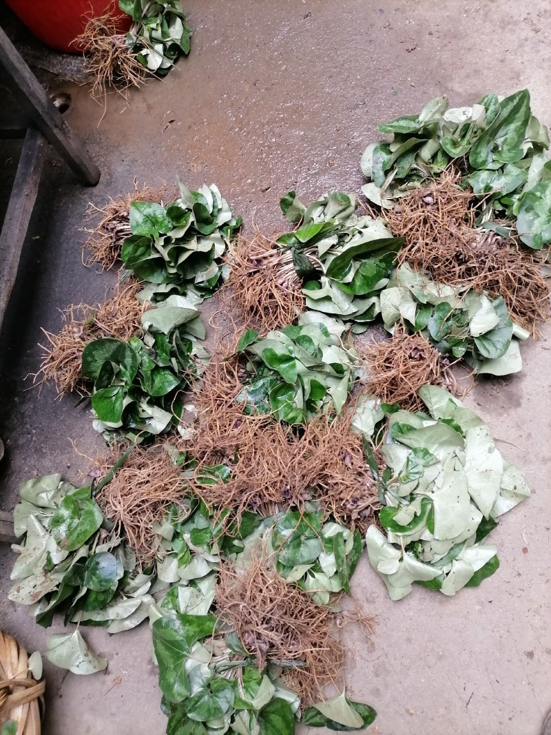 细辛苗，适入药，种植和绿化