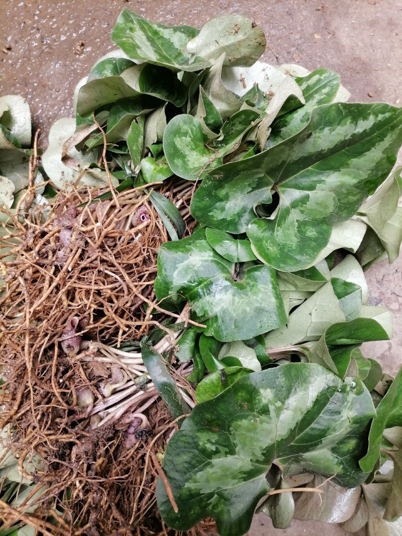 细辛苗，适入药，种植和绿化