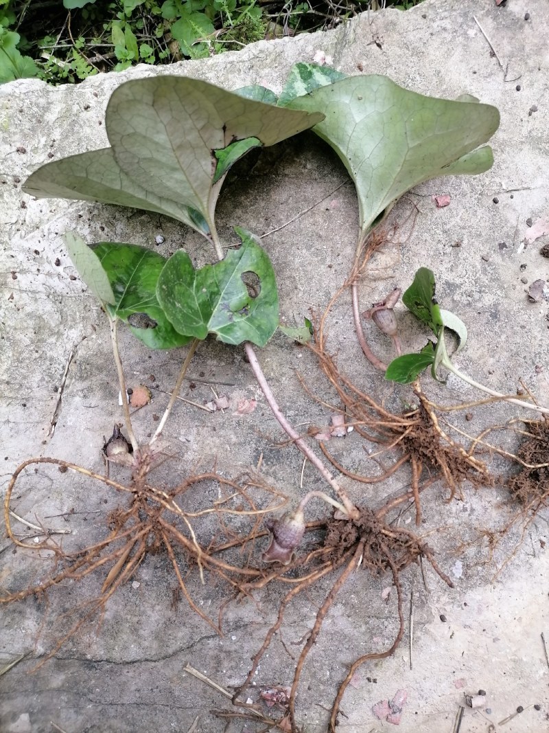 细辛苗，适入药，种植和绿化