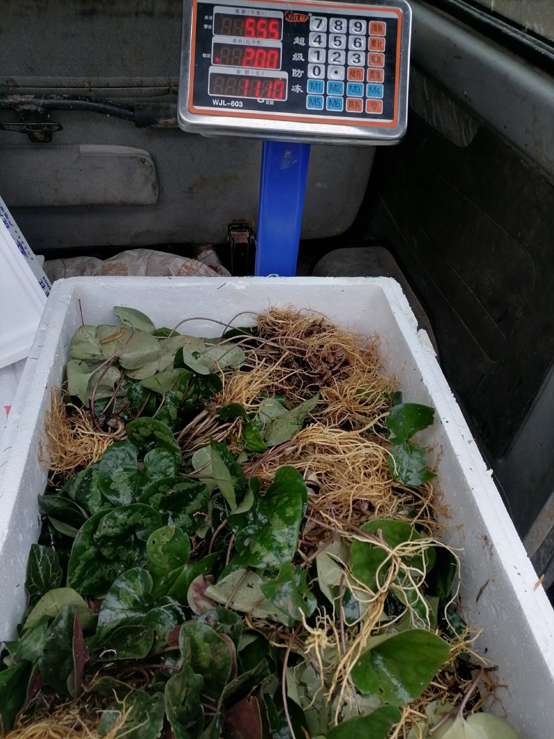 细辛苗，适入药，种植和绿化