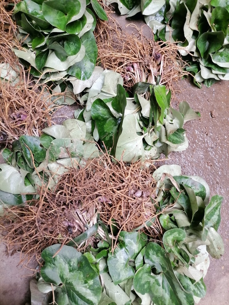 细辛苗，适入药，种植和绿化