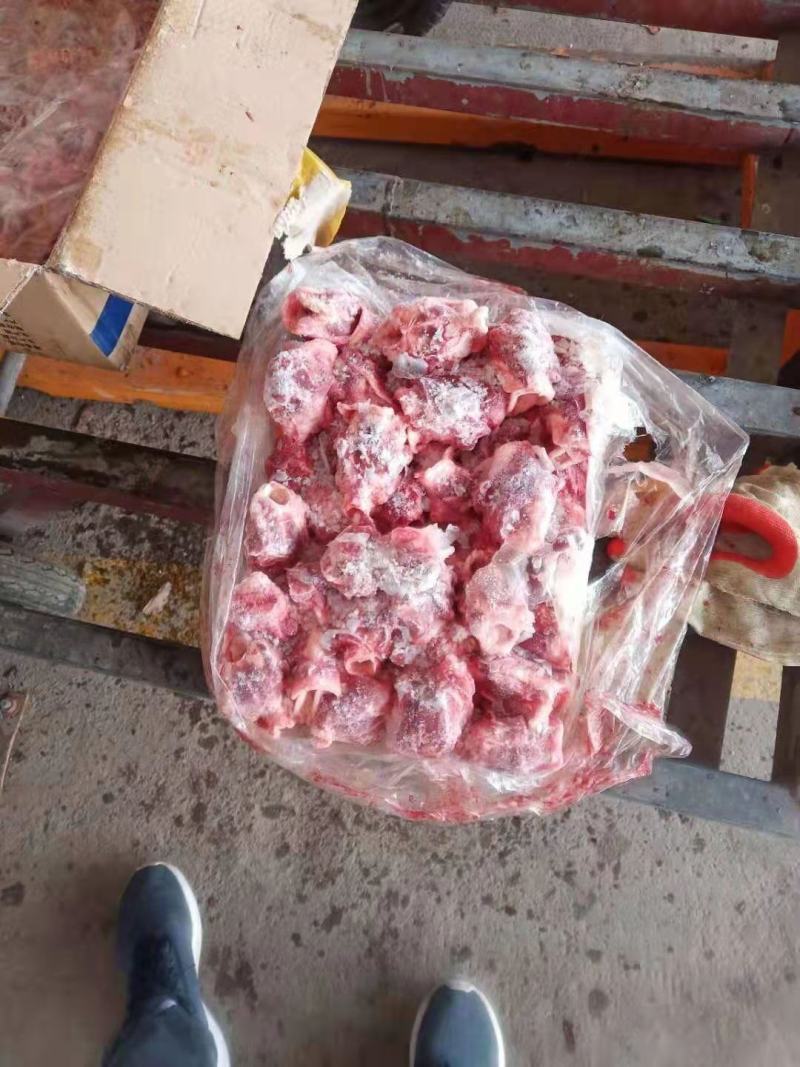 母猪喉头