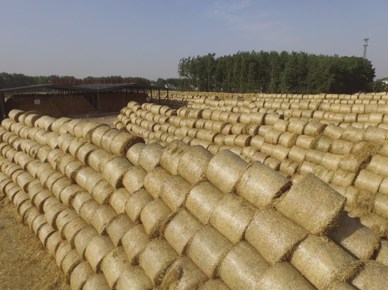 长期供应二次加工粉碎柔丝除尘大小包小麦秸秆饲料大包