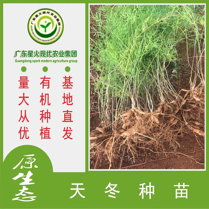 优质天冬苗，种植基地直供，成活率高，质量保障。