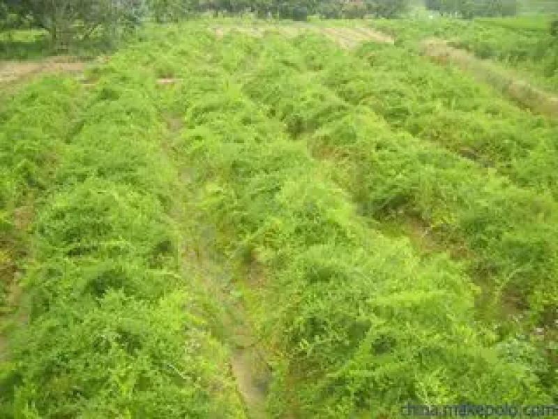 优质天冬苗，种植基地直供，成活率高，质量保障。