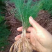 优质天冬苗，种植基地直供，成活率高，质量保障。