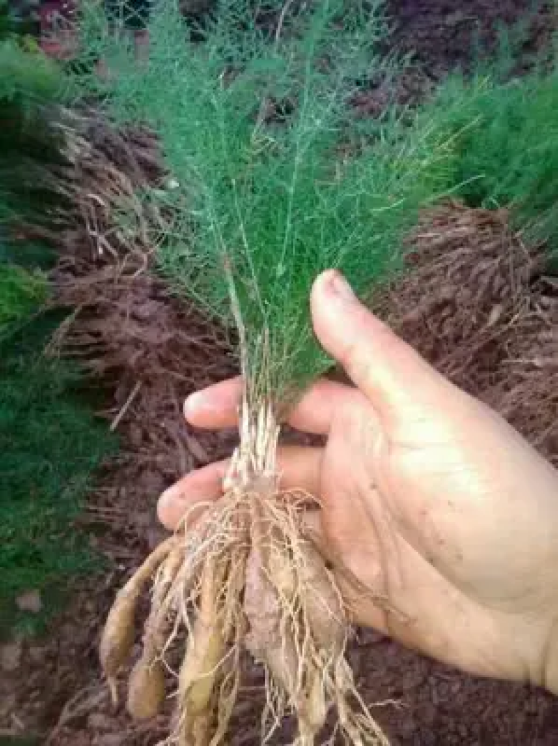 优质天冬苗，种植基地直供，成活率高，质量保障。