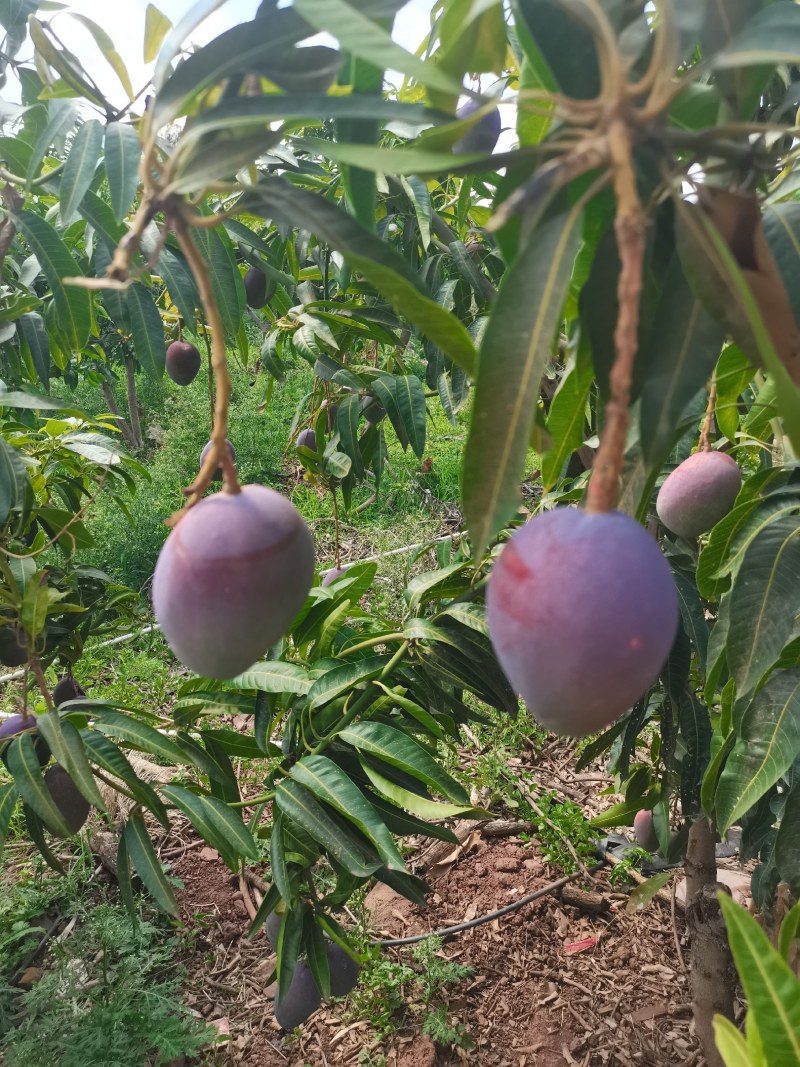 云南芒果台芒煌金芒台农芒凯特海顿各种芒果