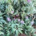 云南芒果台芒煌金芒台农芒凯特海顿各种芒果