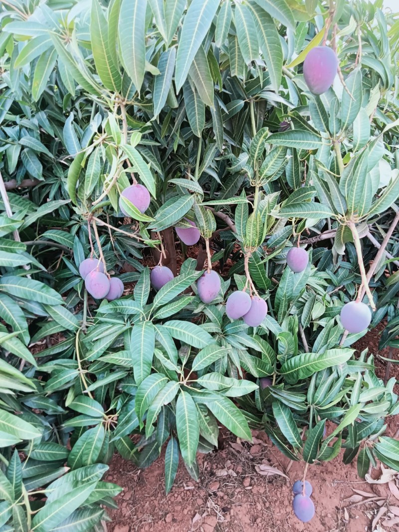云南芒果台芒煌金芒台农芒凯特海顿各种芒果