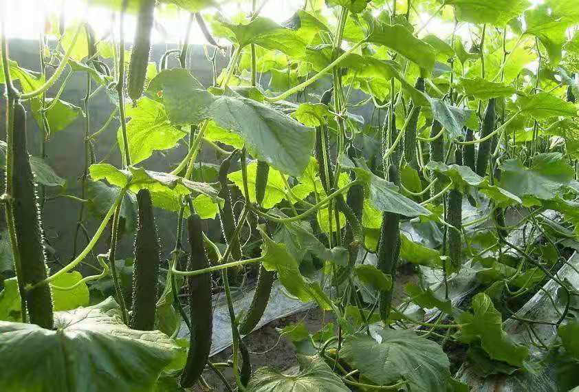 使用高钾肥与未使用高钾肥的黄瓜果实颜色对比,显示高钾肥显著提升果实色泽 黄瓜果实色泽对比图