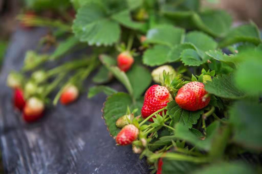 草莓的营养成分图表